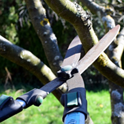 Pruning of trees